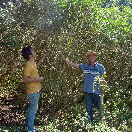 成人男性よりも遥かに大きい茶樹
