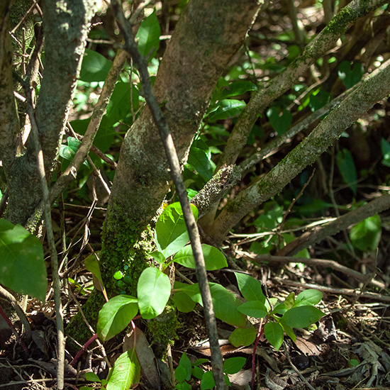 根元はとてもしっかりしています