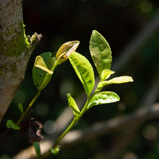 幹から伸びる新芽