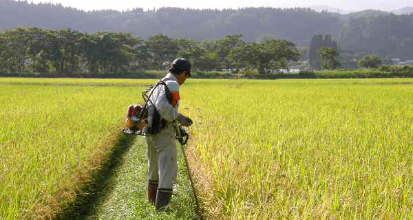 無農薬栽培38年を過ぎましたが毎年毎年一年生です