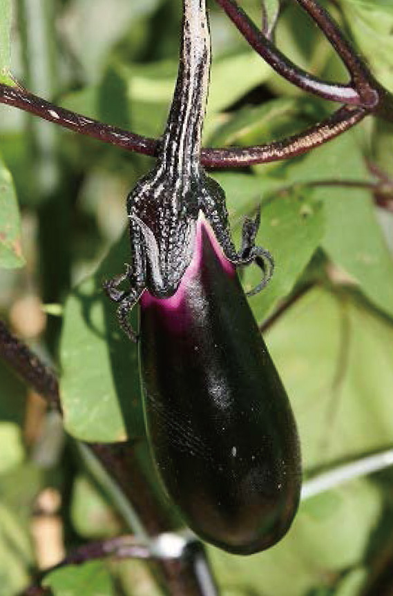茄子（ナス）