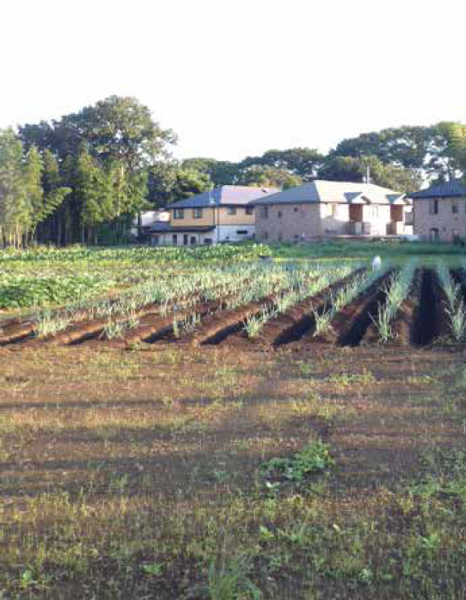 すくすくと成長中の新芽たち