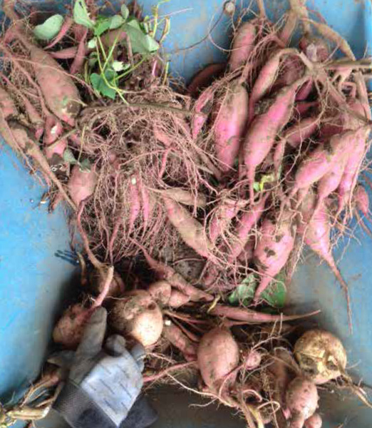 長ネギはもうじき収穫！