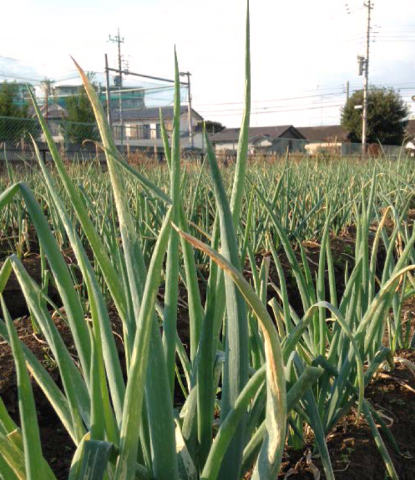 順調に育つ長ネギ