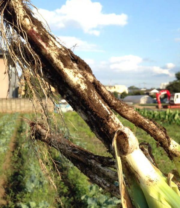 長ネギはもうじき収穫！