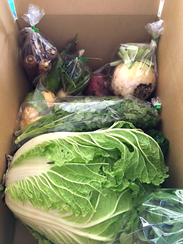 順調に育つ長ネギ