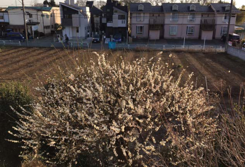 梅も咲きほこり、春ももうすぐ。