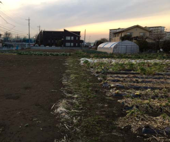夏〜来冬の野菜の種まきと苗育成中