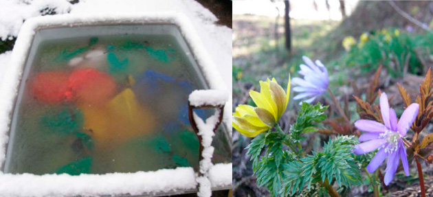 ３月から水に浸けておいた「種もみ」