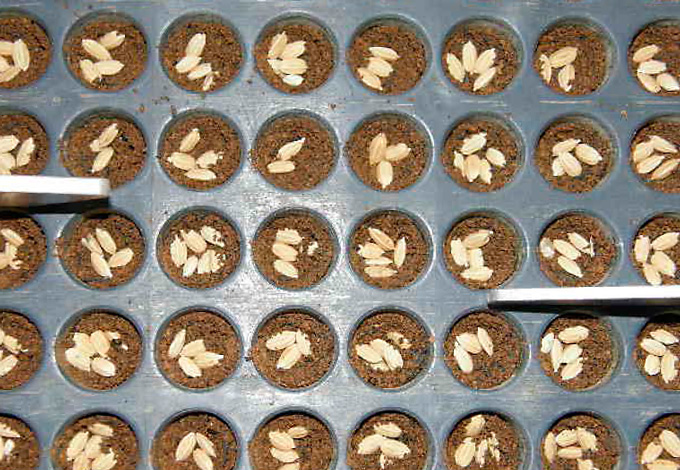 発芽してからが本番。「いい苗」になるよう、じっくり育てます。