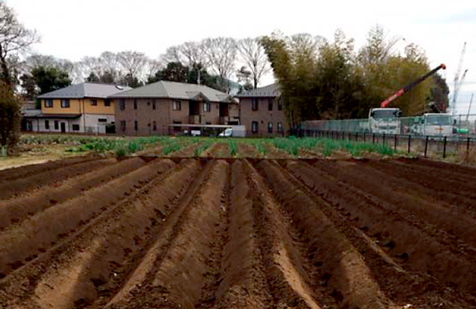 じゃがいもを植えた畑