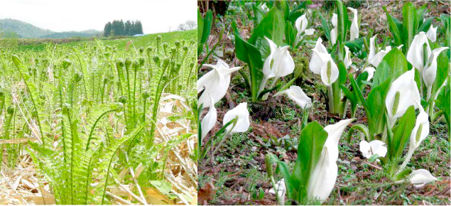 山菜や水芭蕉によって山や川がにぎやかに