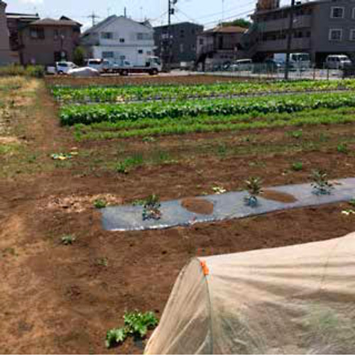 端境期を抜けた農園。