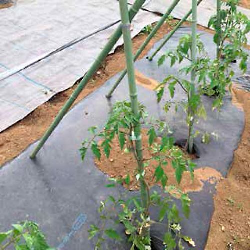 夏前からの暑さで、すでに小さな実をつけているものも。