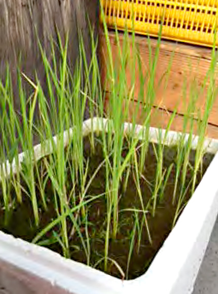 ミニ田んぼの自然栽培の稲がスクスクと育っています