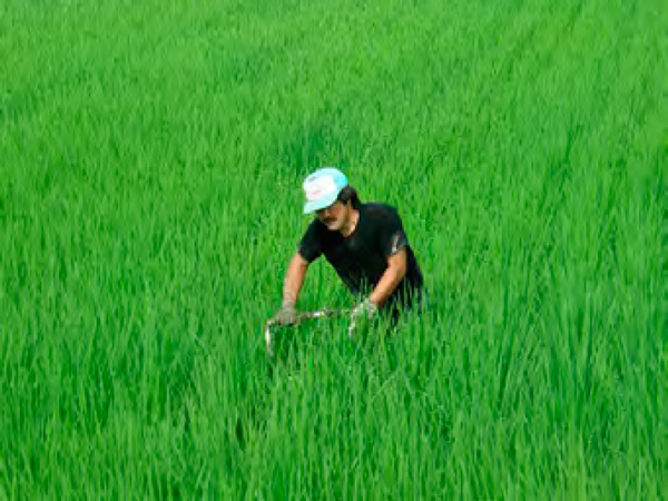 田植えが終わってきれいで静かな田んぼ