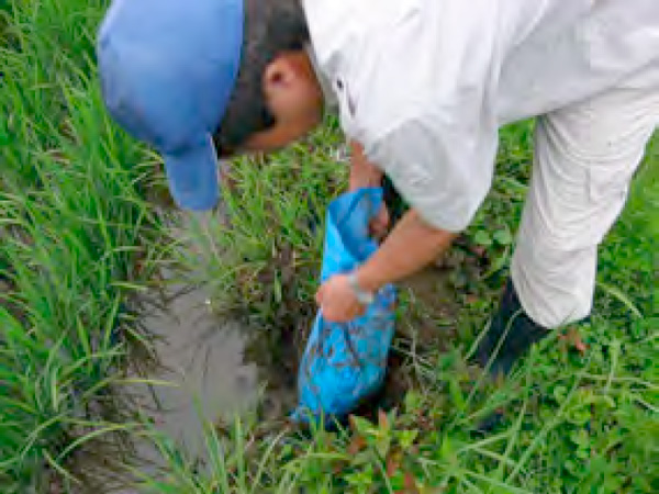 稲が泣かないようにせっせとお世話をしています