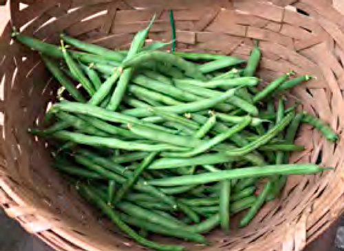 ドッサリ採れてるインゲン
