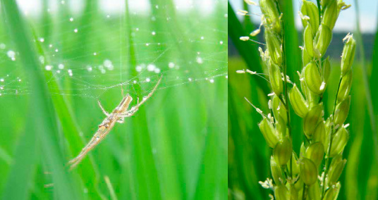 秋の実りまで首を垂れ続けます。