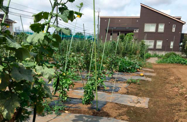 8月後半にはキュウリは収穫し終わり、トマトにバトンタッチ。