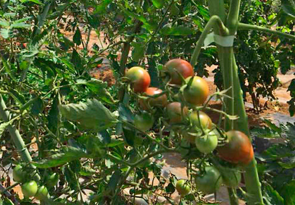 もう少しでトマトも一段落