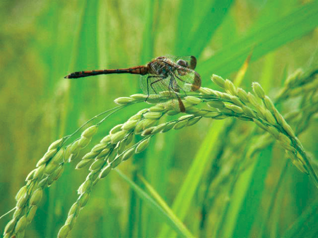 9月初旬は青い「穂」に止まるトンボ