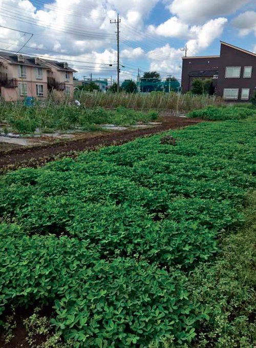 夏を思い出しつつ、冬野菜の準備です。