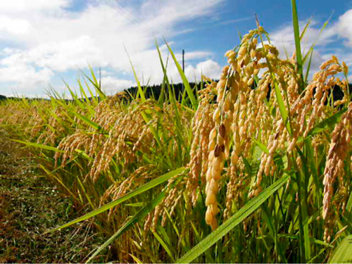 １０月はお米の収穫期