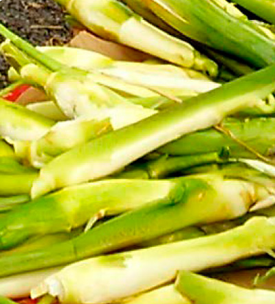 水口農園の「 マコモタケ 」