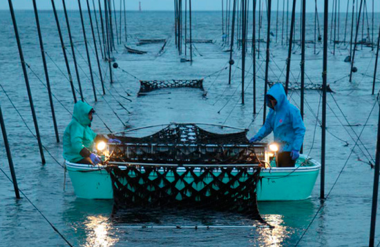 海苔漁の様子