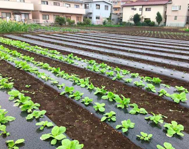大根やチコリが芽吹き始めています