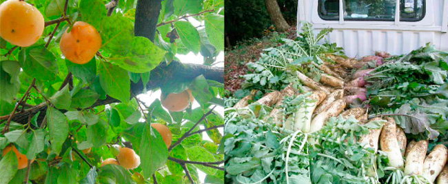 畑の物を収穫し、春までの保存と漬物づくりがはじまります