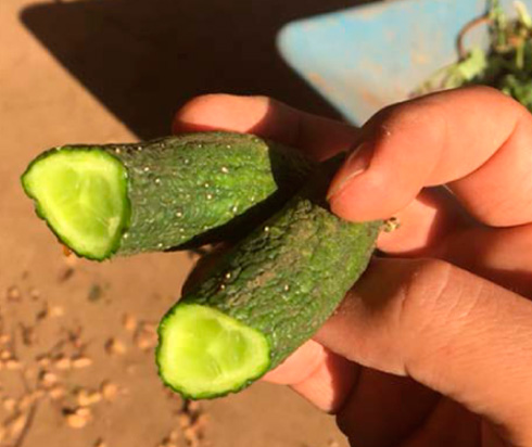 1ヶ月くらいのキュウリ（断面）