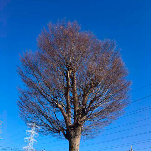 年も明け晴れ間の多い東京