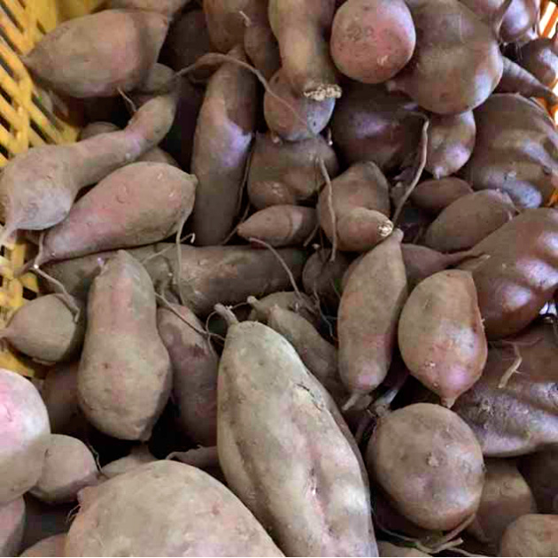 出荷を待つお芋たち