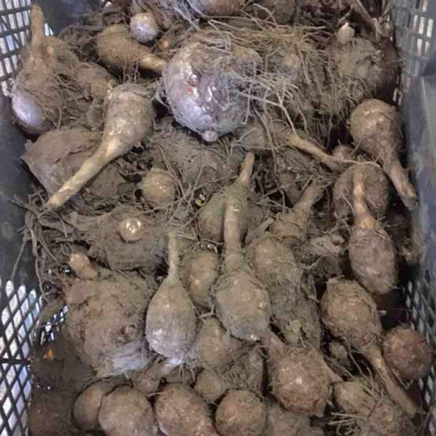 1月はたくさんの出荷予定があります