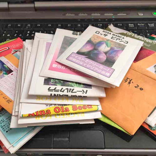 たくさんの種たち