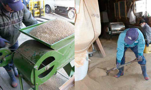 ノギ取りやトウミにかけたりと「種の準備」が始まります。