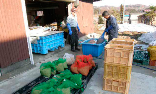 「温湯消毒」をして苗箱に使う土を準備します。