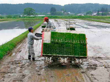 田植え前の準備が大切です