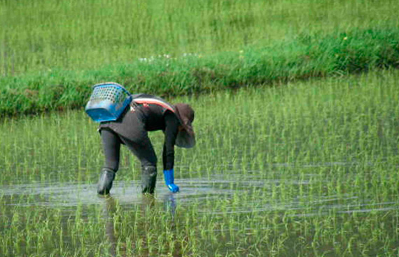 月末には田植えが始まります