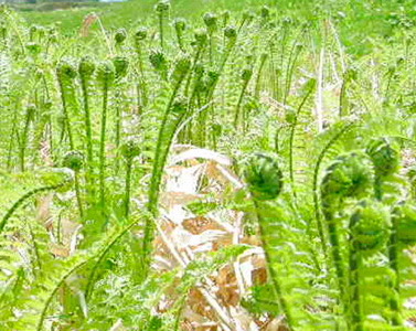 山菜が次から次へと芽を出します