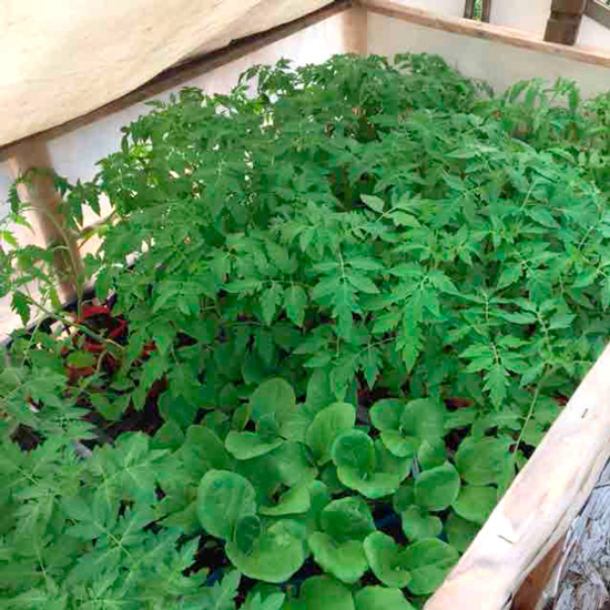 ②：①から1週間強たった頃の苗