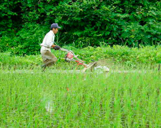 ６月初旬までかかる『さつき』。その頃の寒暖差がある天候を『さつき空』と表します