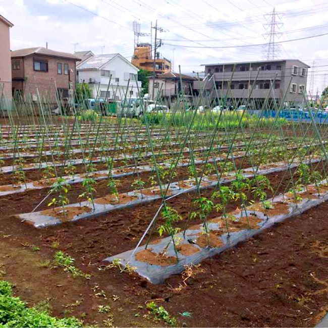 気温も高くなり野菜の成長速度も増してきました