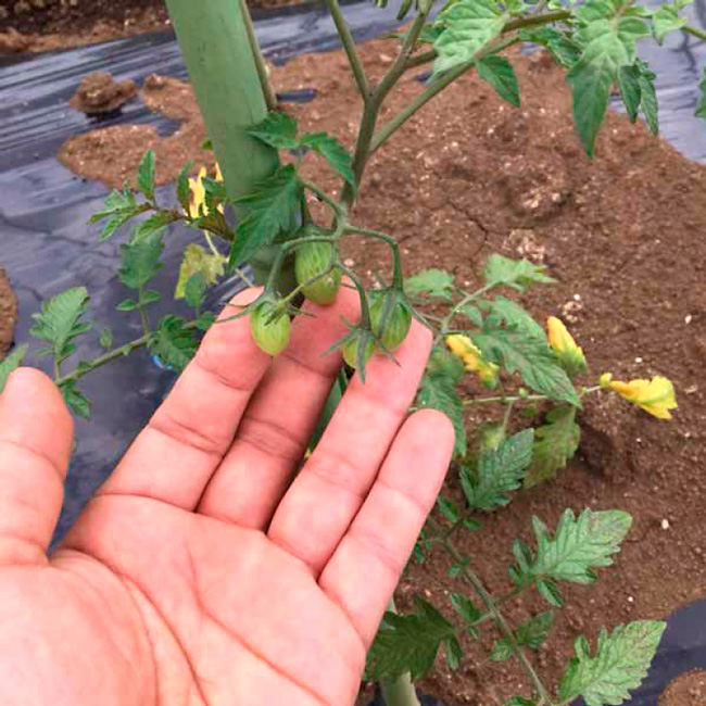 夏野菜のスター「トマト」も実がつき始めました