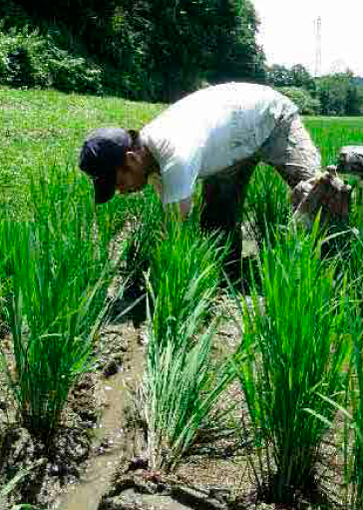 膝丈まで伸びた稲