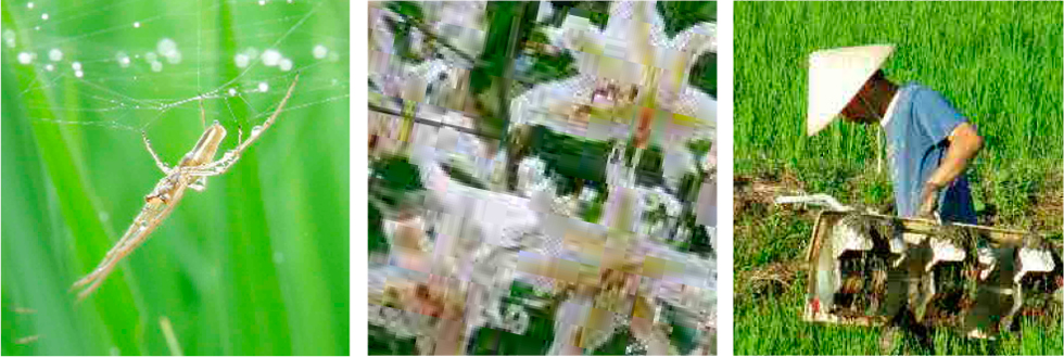 せっせと働くクモに山百合など