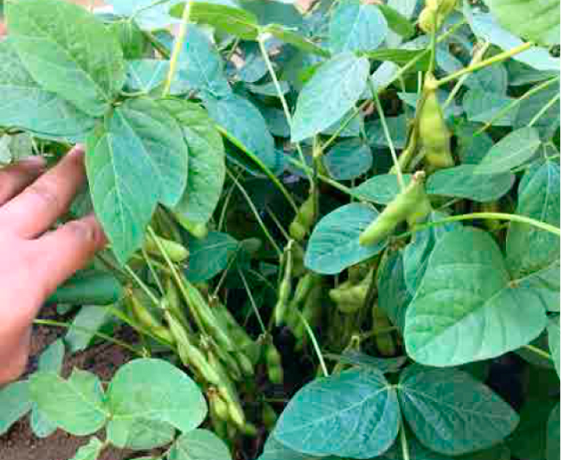 収穫がスタートした枝豆