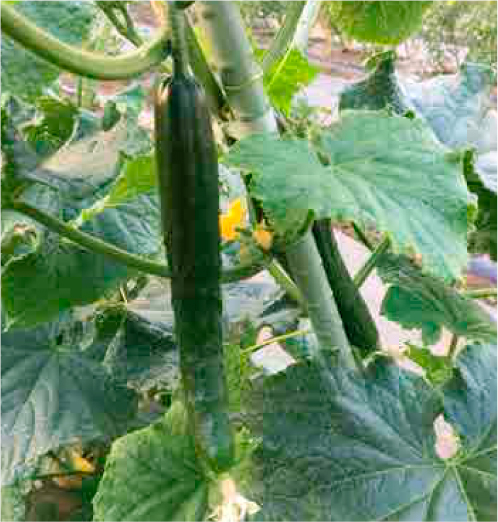 夏野菜の「きゅうり」も収穫中です！